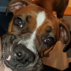 🐶Dog Friendly Home🐕